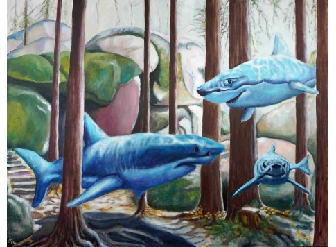 2023-08_-_look_shark_-_90-120cm__627404834